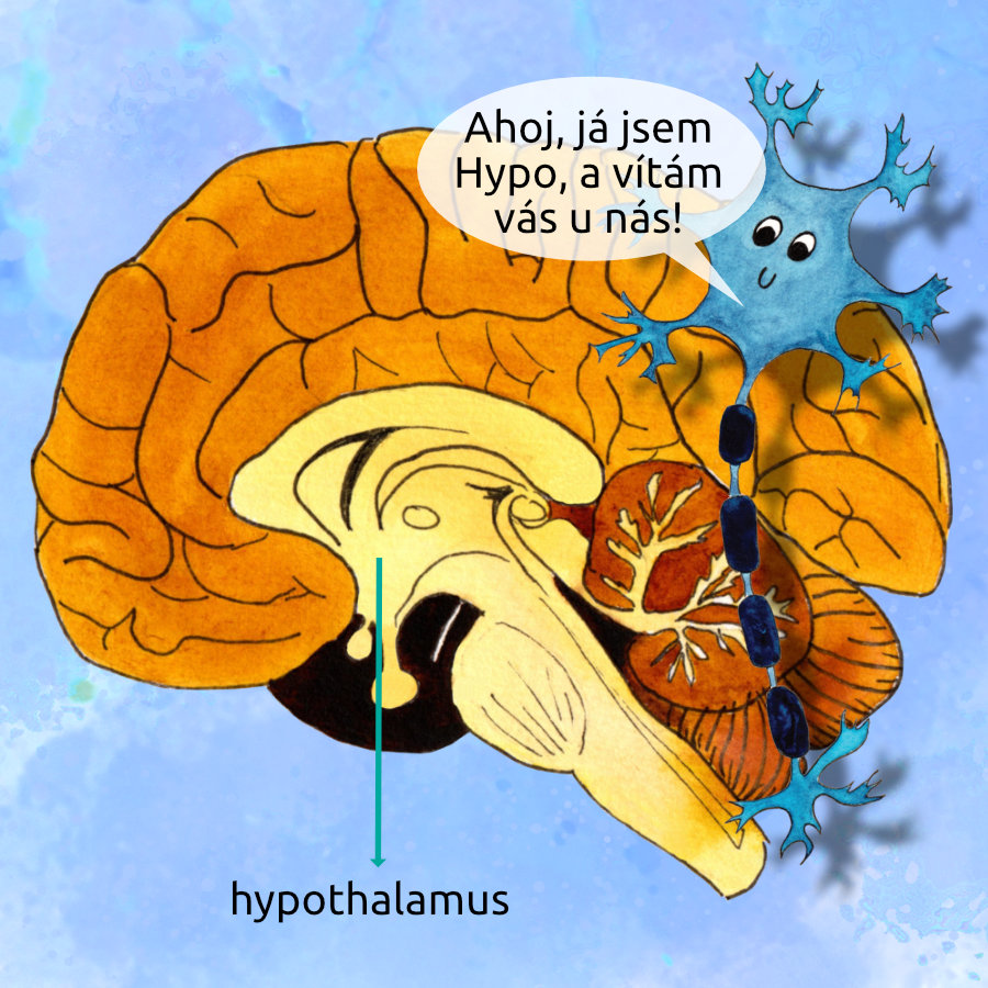 Ilustrace mozku v řezu s vyznačeným hypotalamem a modrým neuronem Hypo, který vykukuje z mozkové kůry a říká: Ahoj, já jsem Hypo, a vítám vás u nás!